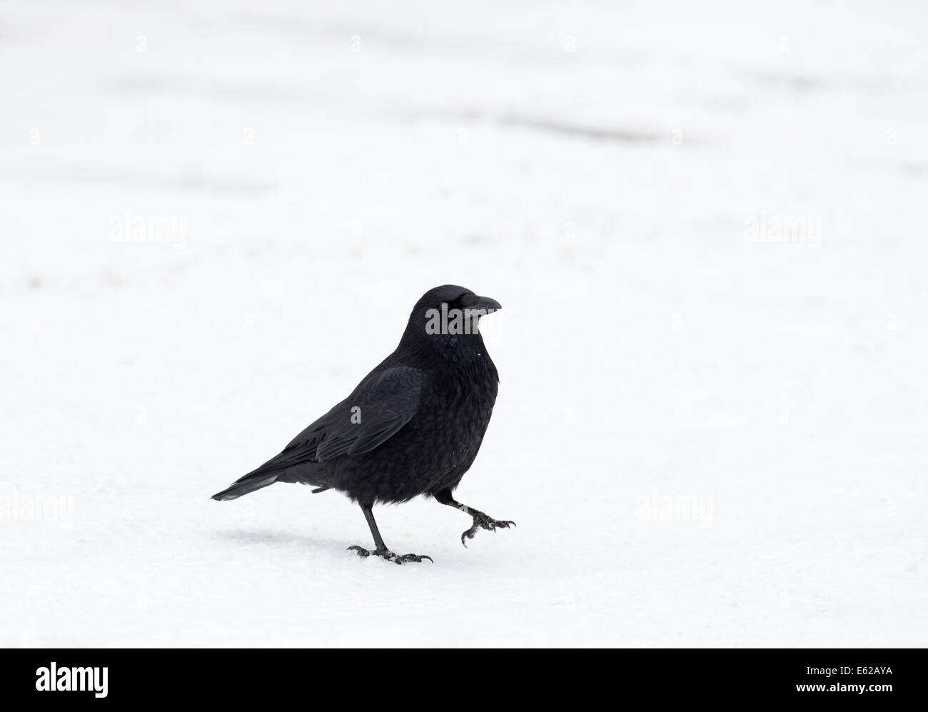Corneille noire Corvus corone marcher sur la neige Suisse Banque D'Images
