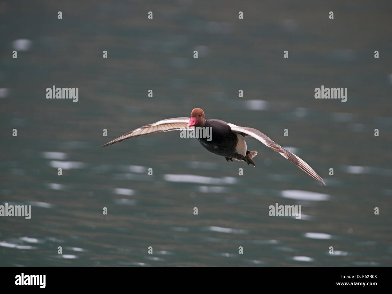 Nette rousse Netta rufina mâle sur le lac de Genève Suisse Banque D'Images