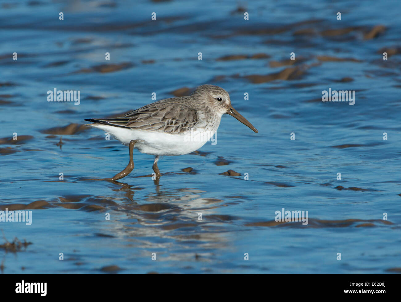 Le bécasseau variable Calidris alpina en plumage nuptial non Brancaster Norfolk Banque D'Images