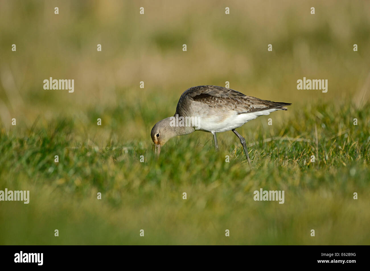 Barge à queue noire Limosa limosa en plumage nuptial non Claj Norfolk Banque D'Images