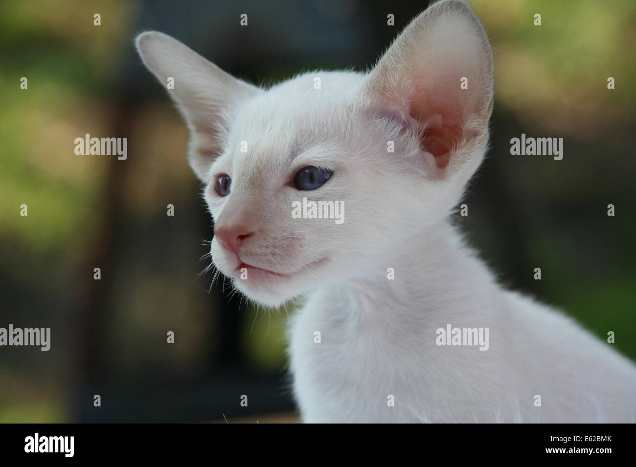 Chat Siamois Chat Chaton Fourrure Bebe Charmant Photo Stock Alamy