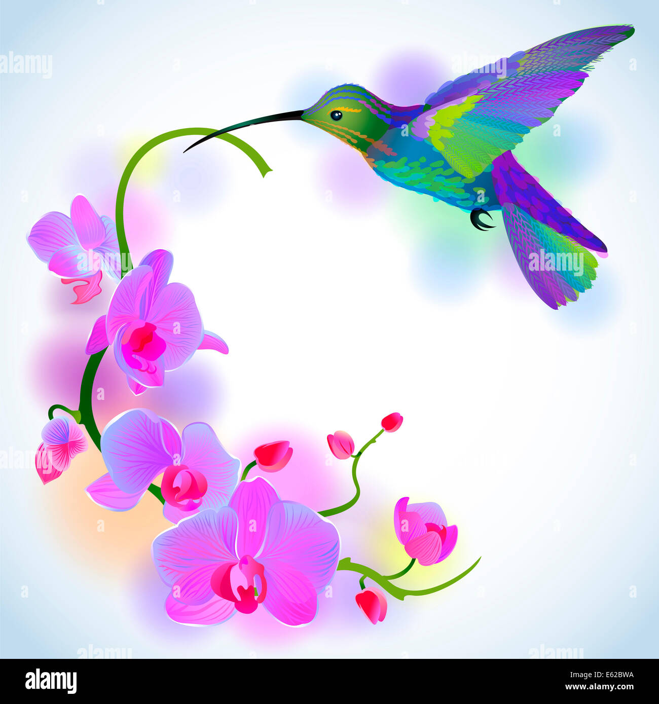 Arrière-plan de vœux avec bourdonnement voletant-oiseau qui réunit la direction générale de doux belle orchidées rose Banque D'Images