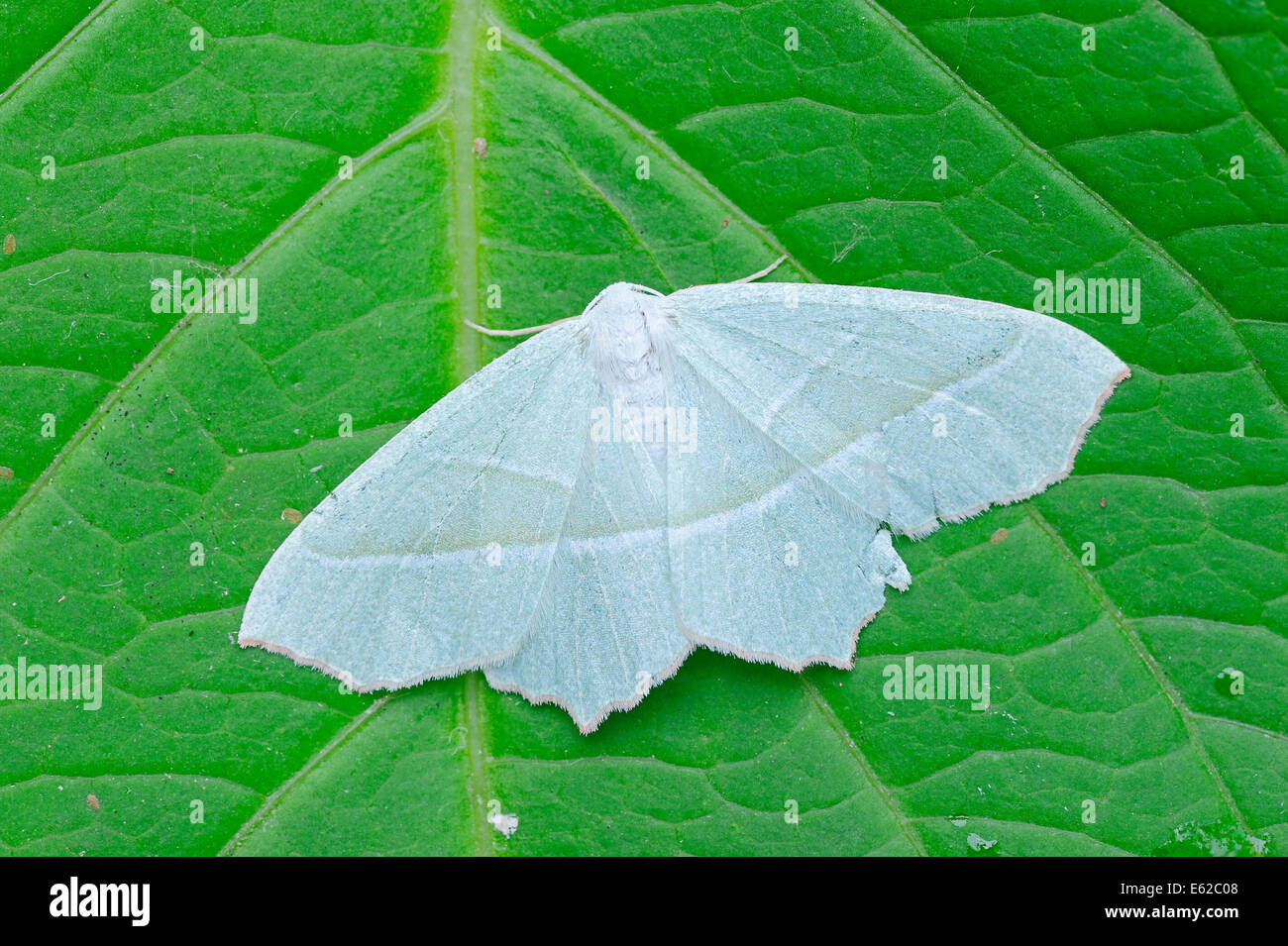Light Emerald (Campaea margaritata),-Westphalie, Allemagne Banque D'Images