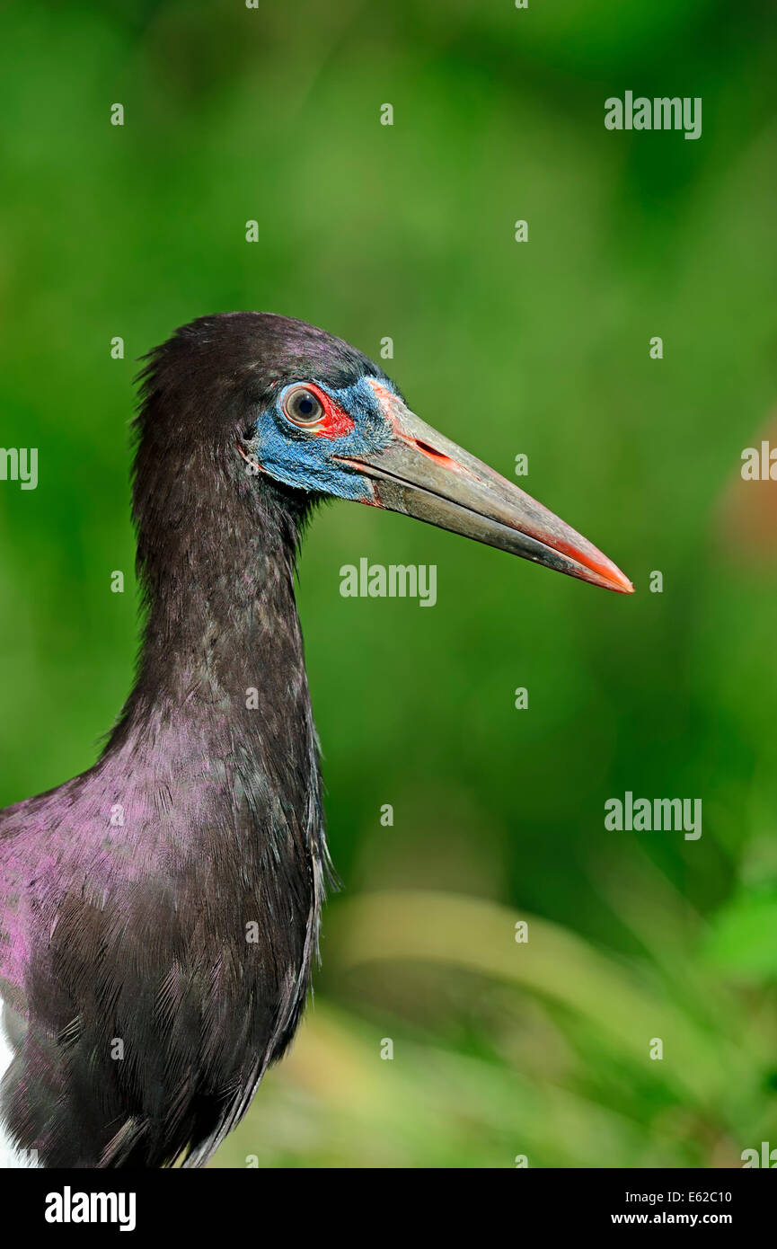 Abdim's Stork ou à ventre blanc (Stork Ciconia abdimii) Banque D'Images