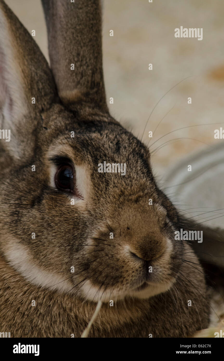 Lapin géant headshot Banque D'Images