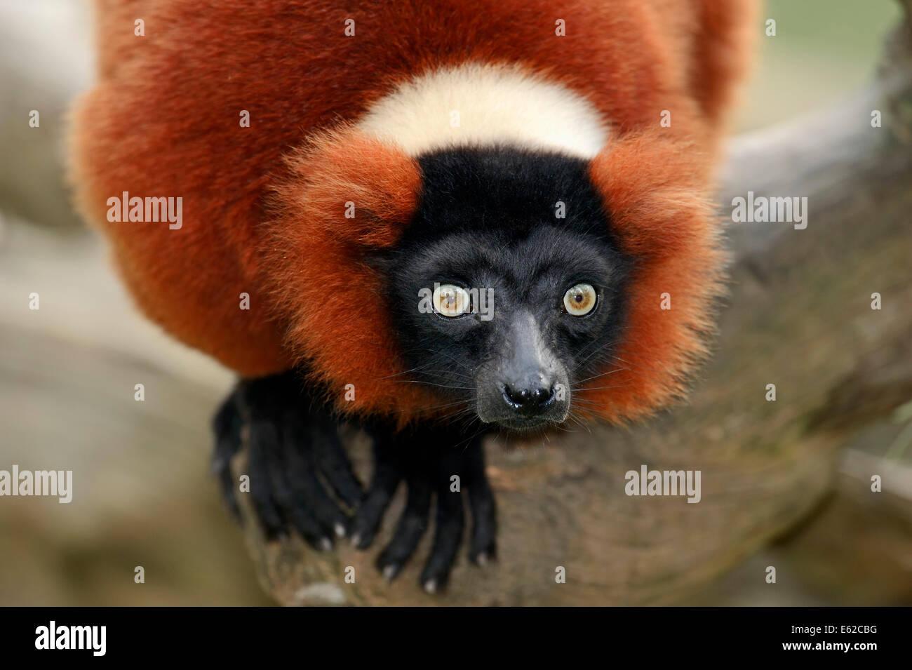 La Gélinotte Red Lemur (Le Varecia variegata rubra, le Varecia variegata ruber) Banque D'Images