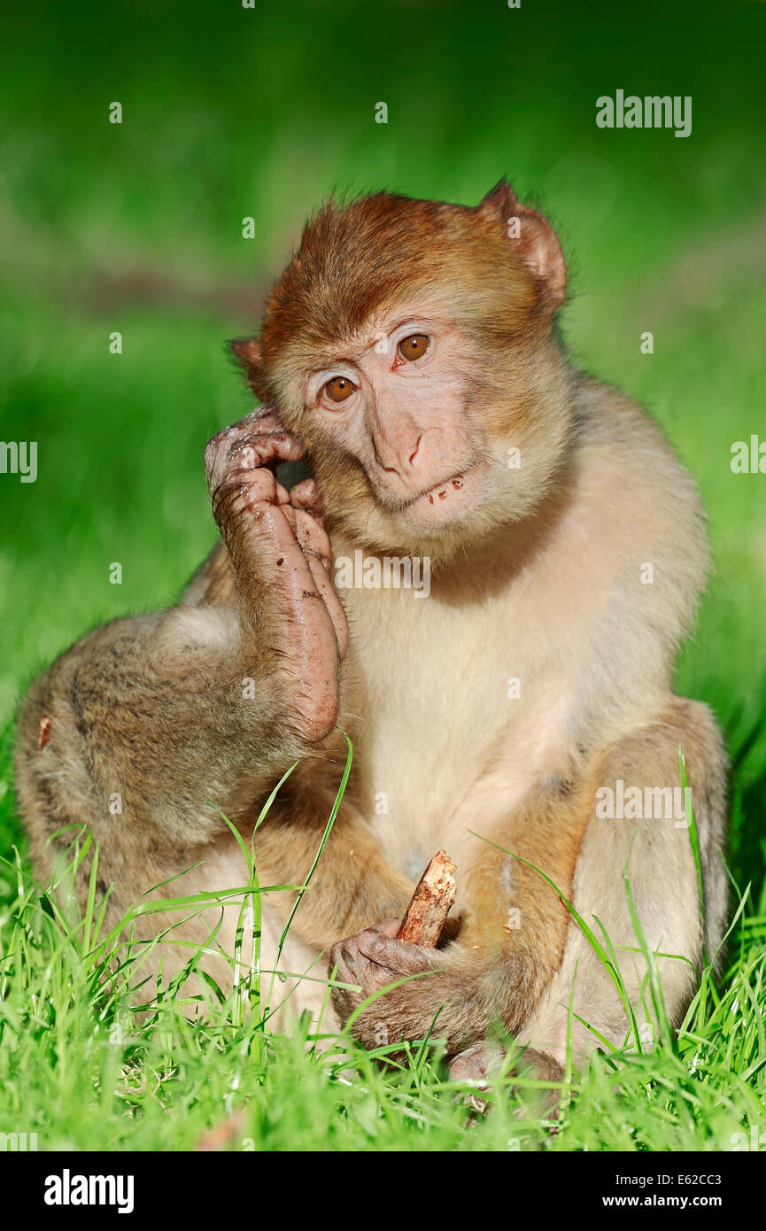 Macaque de barbarie, Barbary Ape (Macaca sylvanus, Macaca sylvana), les jeunes Banque D'Images