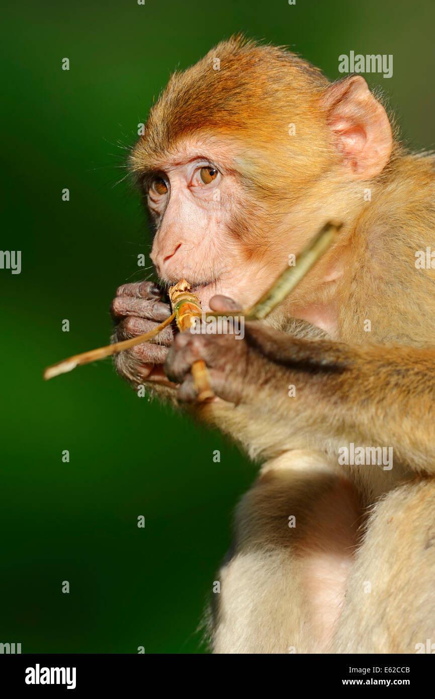 Macaque de barbarie, Barbary Ape (Macaca sylvanus, Macaca sylvana), les jeunes Banque D'Images