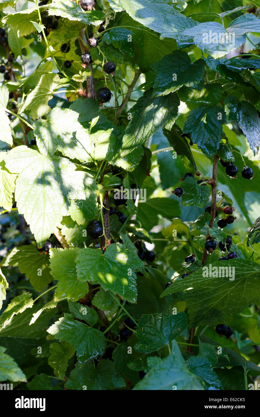 Cassis pousse dans le jardin en été Banque D'Images