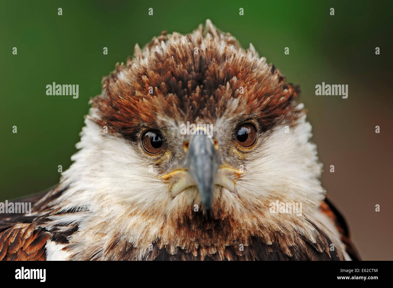 Poissons d'Afrique de l'Afrique de l'aigle ou l'Aigle de mer (Haliaeetus vocifer), immatures Banque D'Images