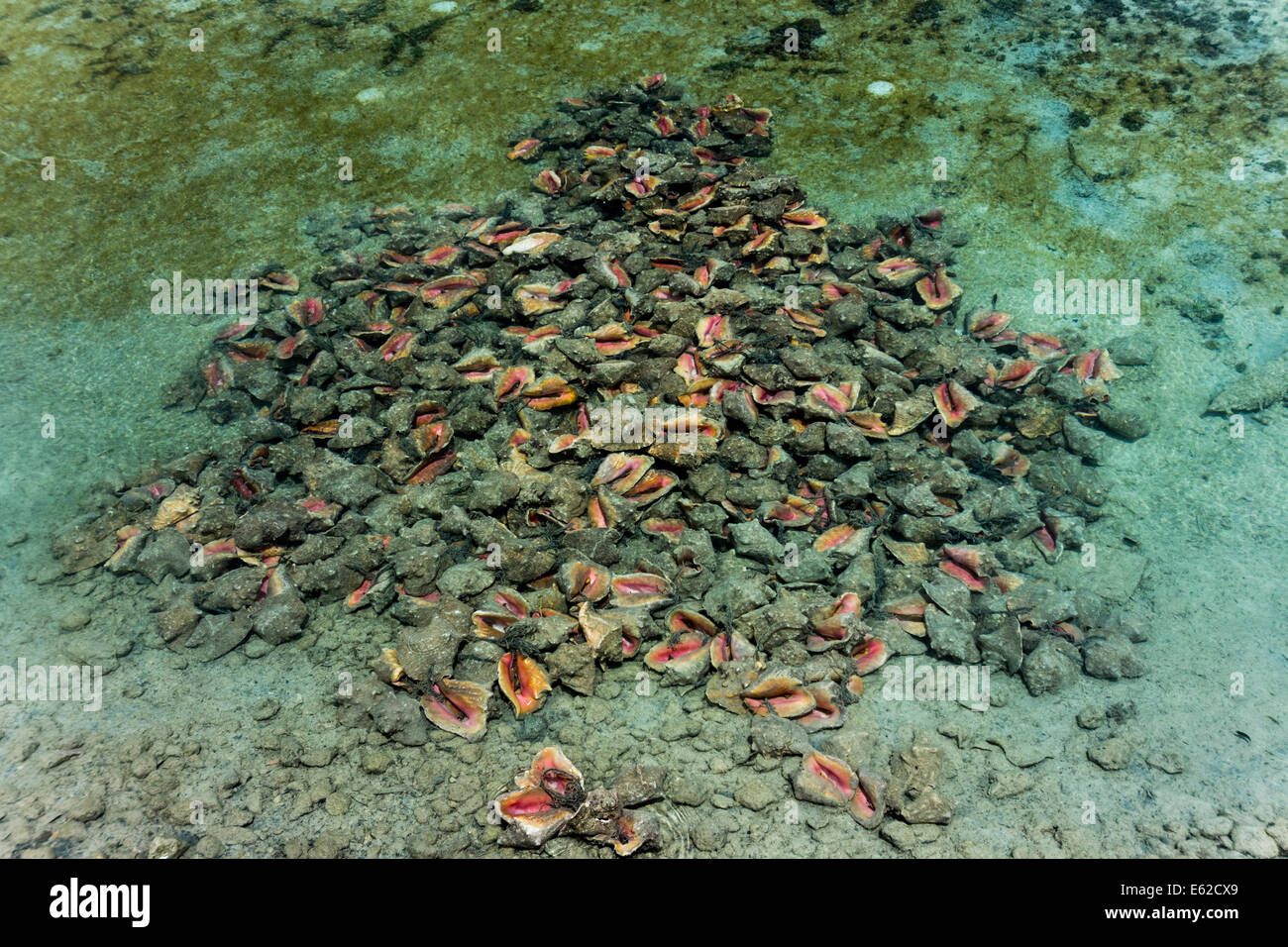 Conques queen jetés dans l'eau peu profonde, Nassau, Bahamas, l'Île Providence Banque D'Images