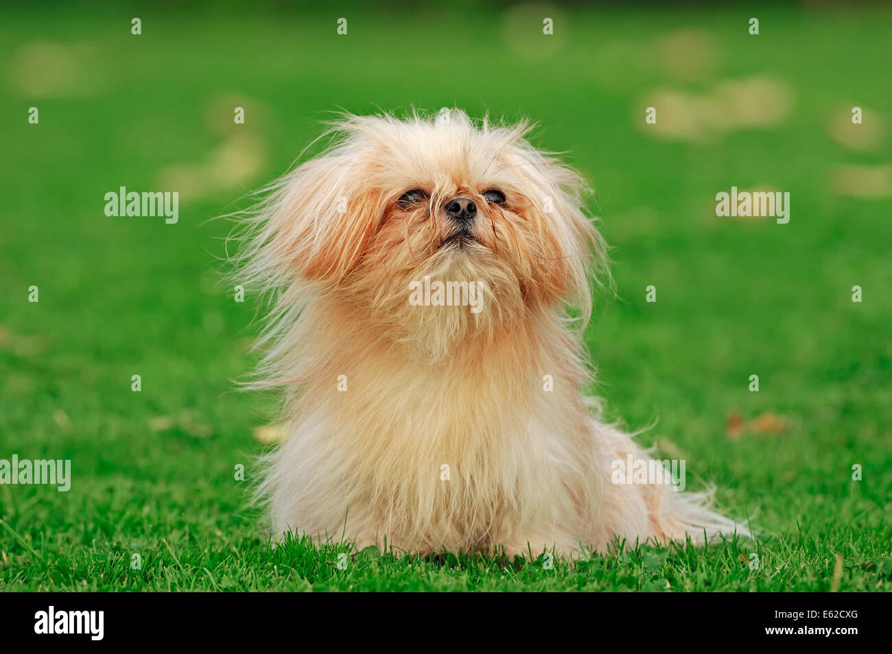 Mi-Ki (Canis lupus familiaris), rarebreed toy dog Banque D'Images