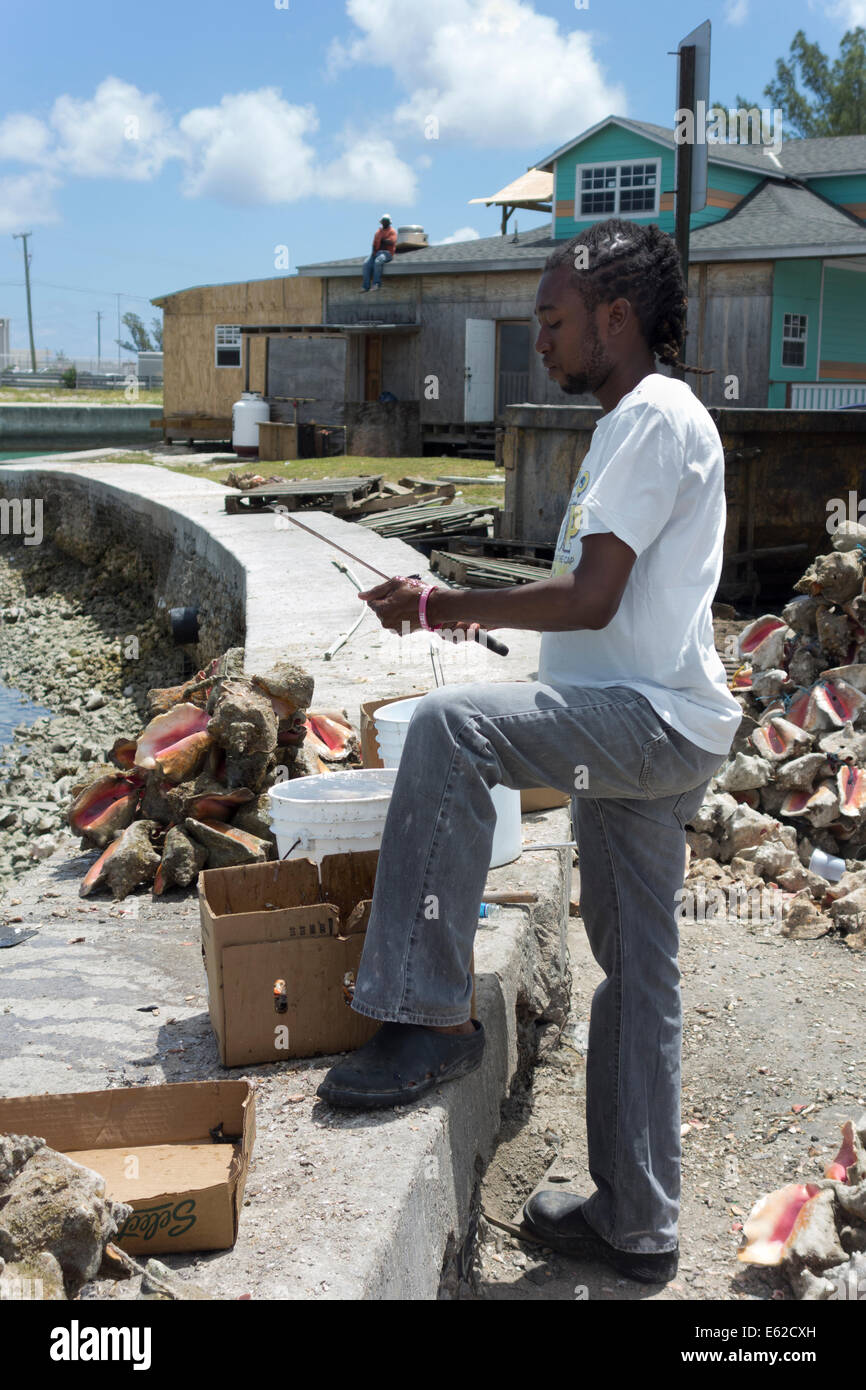 Worker cutting vivre conches de leurs coquilles près de restaurants, Nassau, Bahamas, l'Île Providence Banque D'Images