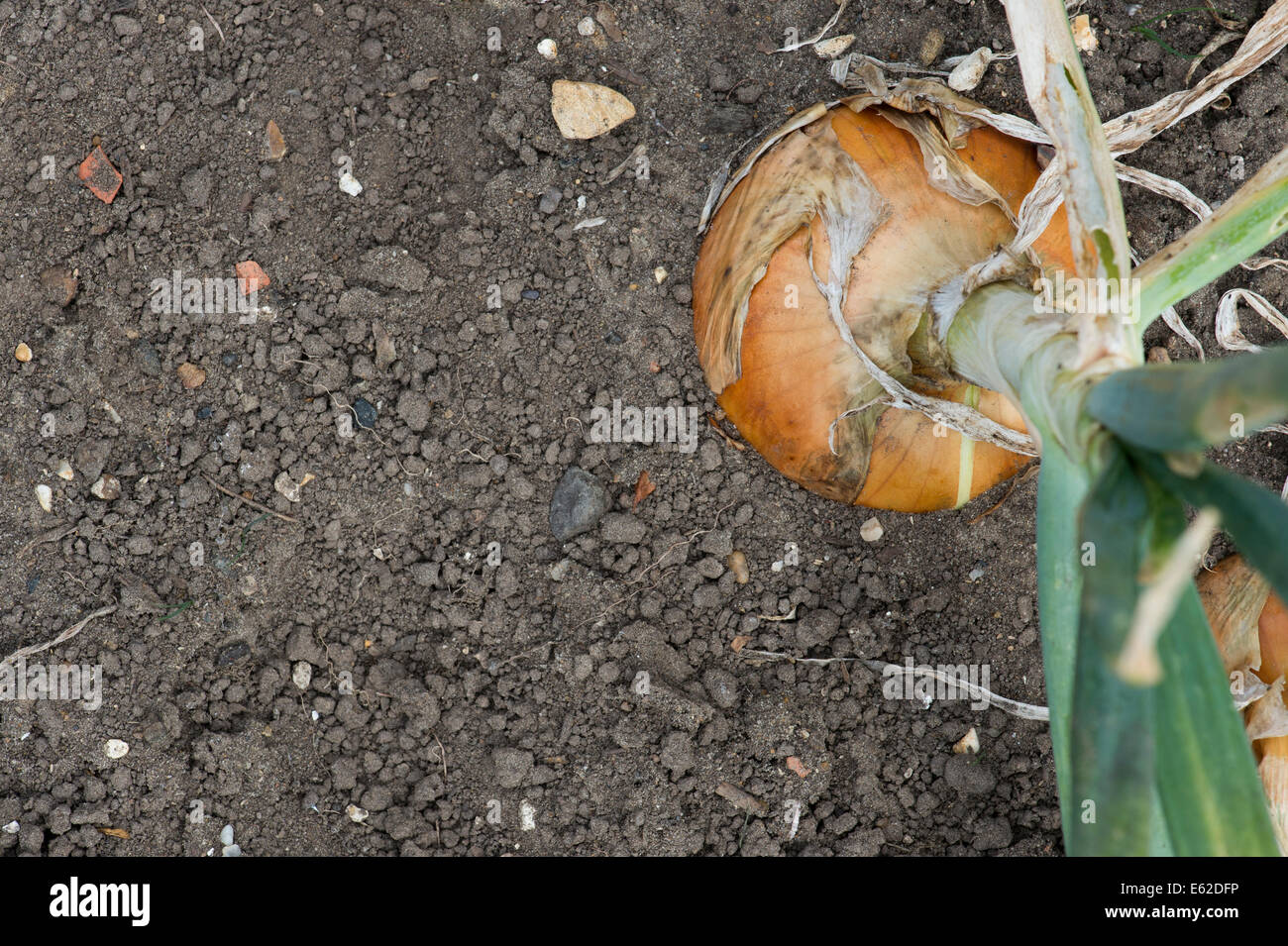 L'Allium cepa. L'Oignon Stuttgarter dans un potager. Banque D'Images