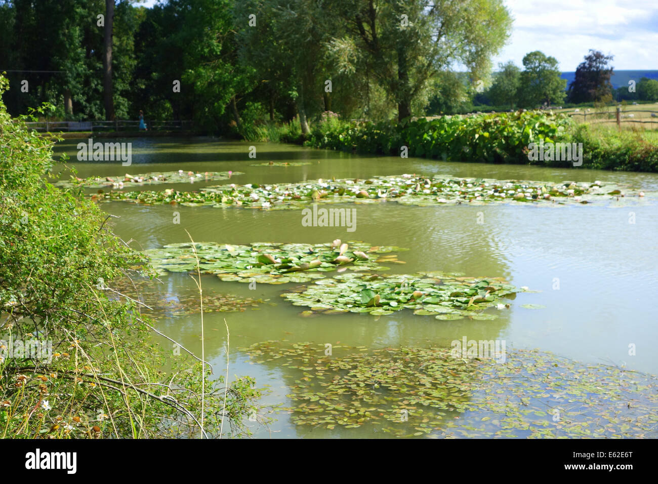 Lilypond à Glyndebourne Glyndebourne ; est la mecque de la opéra combinant les meilleurs opéras, bonne nourriture, le vin, la musique Banque D'Images