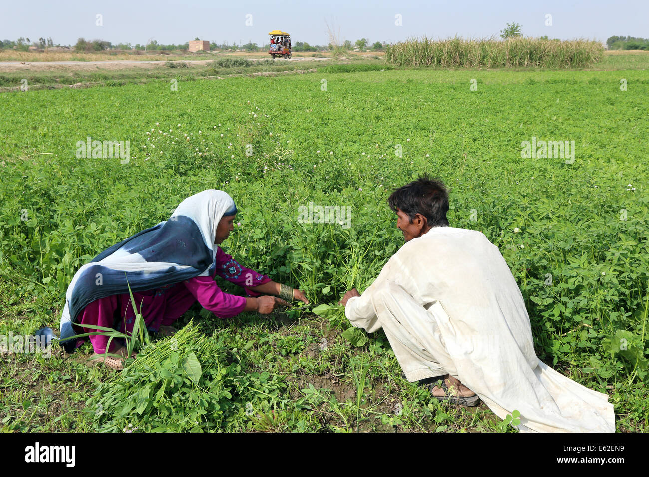 La récolte des agriculteurs clover pour nourrir leurs animaux, près de l'Khuspur, village de la Province de Punjab, Pakistan Banque D'Images