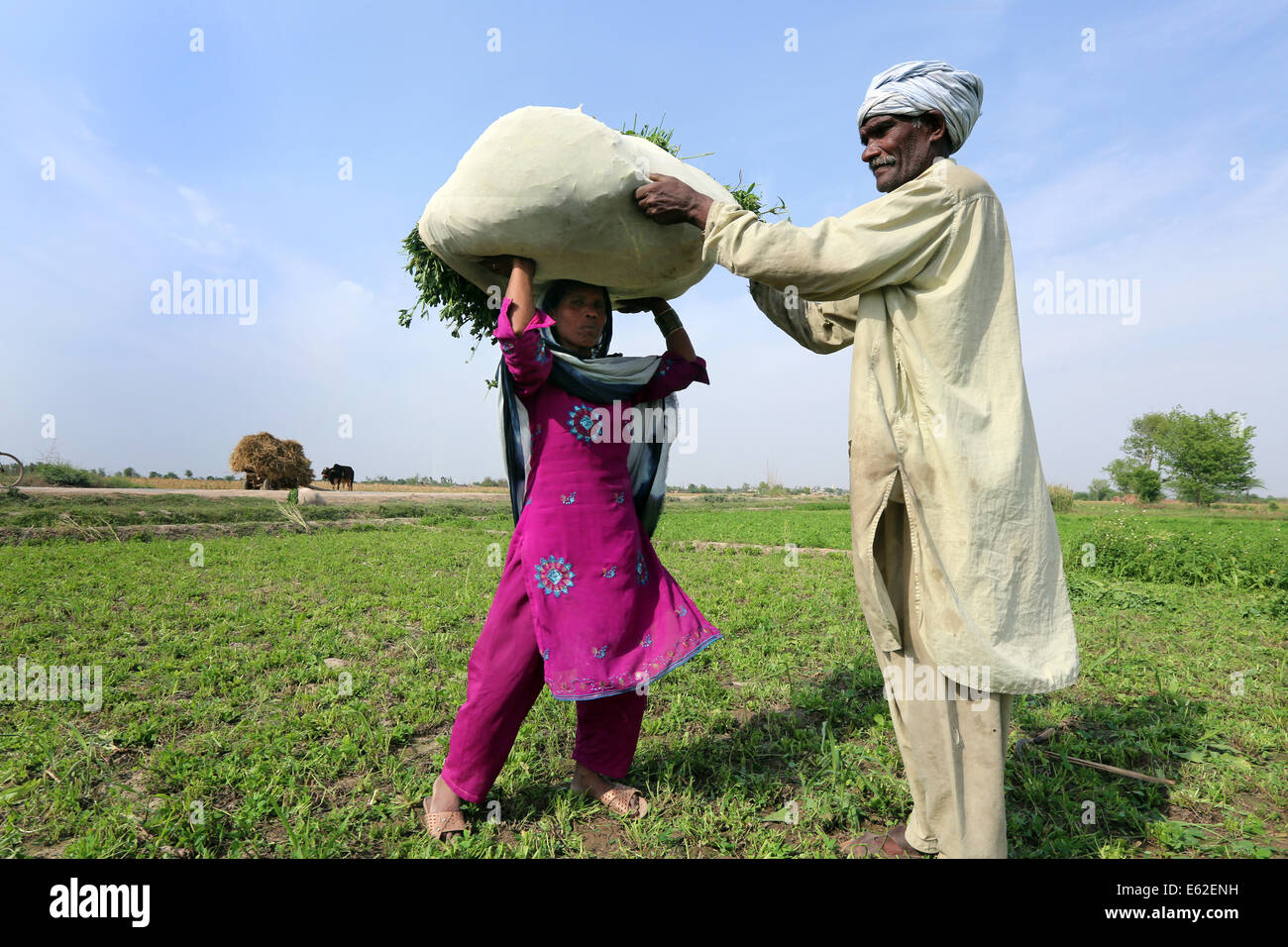 Les agriculteurs transportent un sac de trèfle récolté pour nourrir leurs animaux, près de l'Khuspur, village de la Province de Punjab, Pakistan Banque D'Images