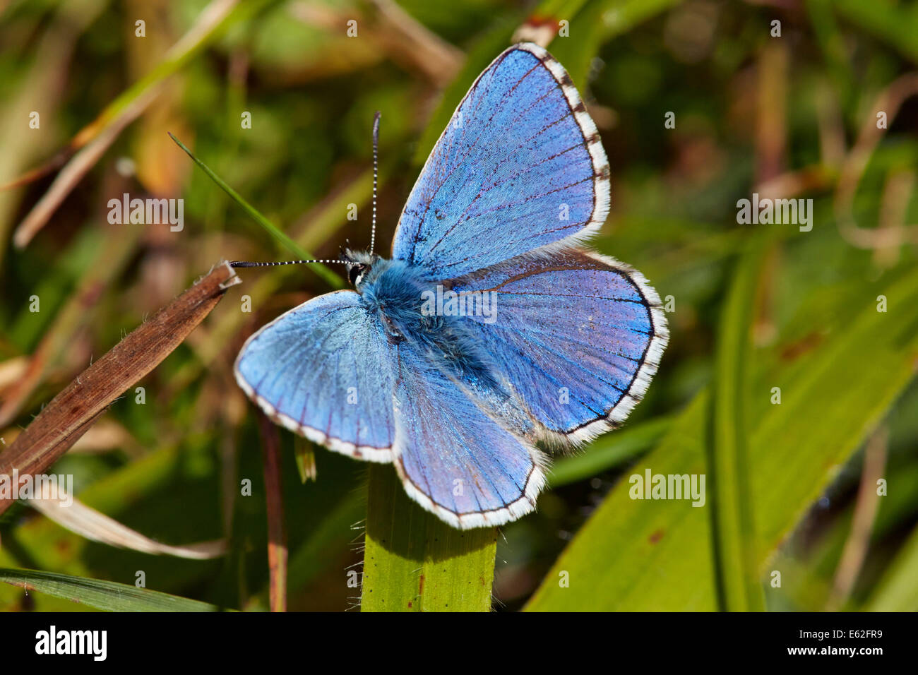 Adonis Blue Butterfly. Denbies, flanc de Ranmore Common, Surrey, Angleterre. Banque D'Images