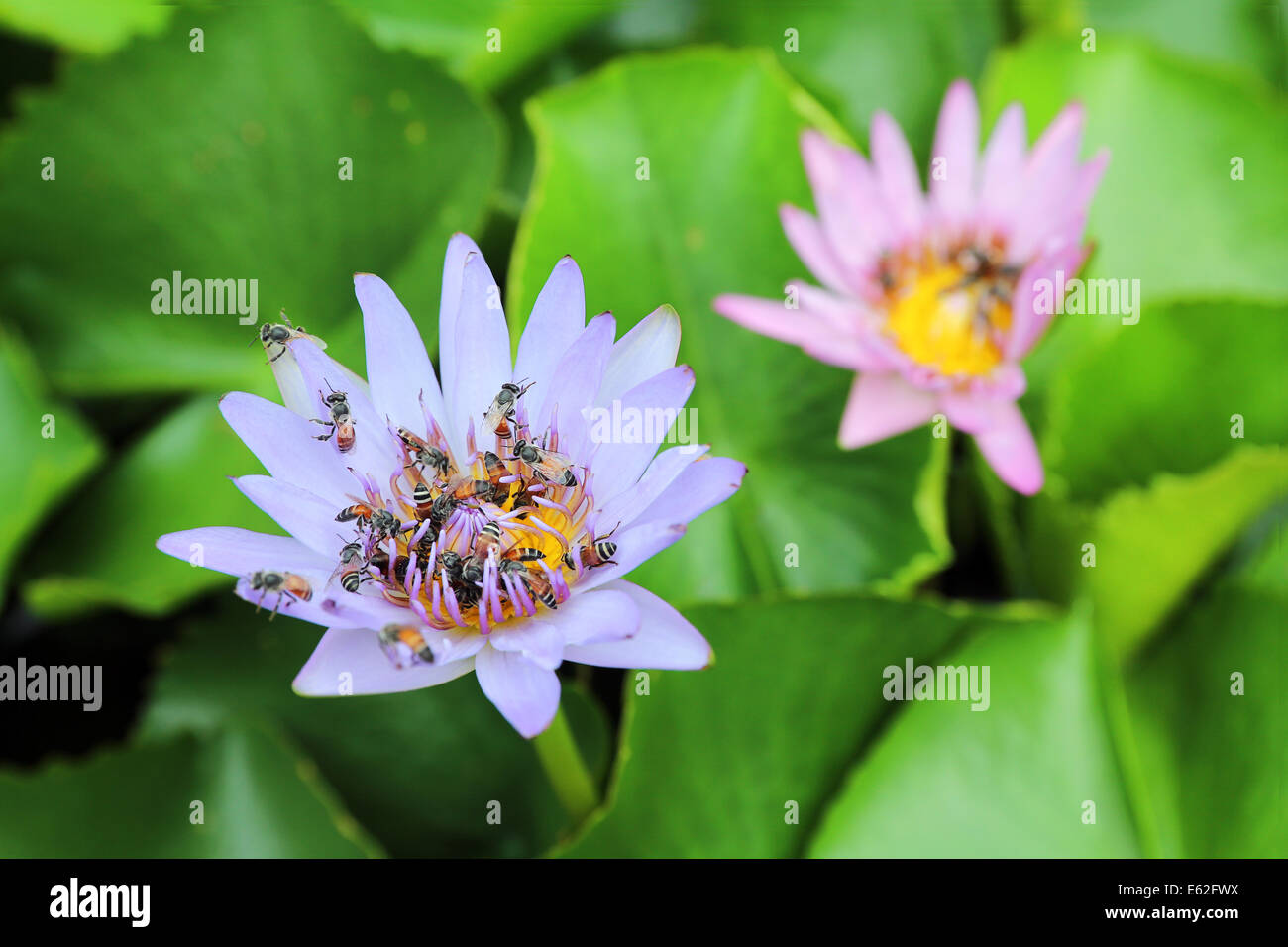 La lueur d'une fleur de nénuphar a attiré une légion de petites abeilles d'Asie, Thaïlande Banque D'Images