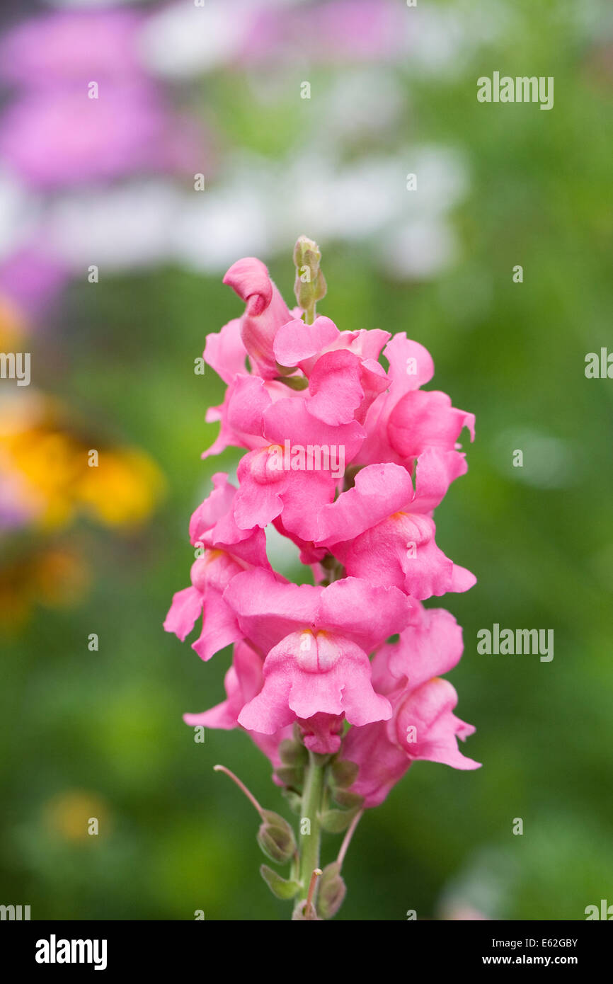 Antirrhinum majus rose. Muflier commun dans une fleur frontière. Banque D'Images