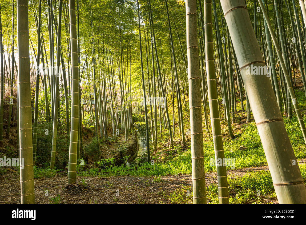 Forêt de bambou de Kyoto, au Japon. Banque D'Images