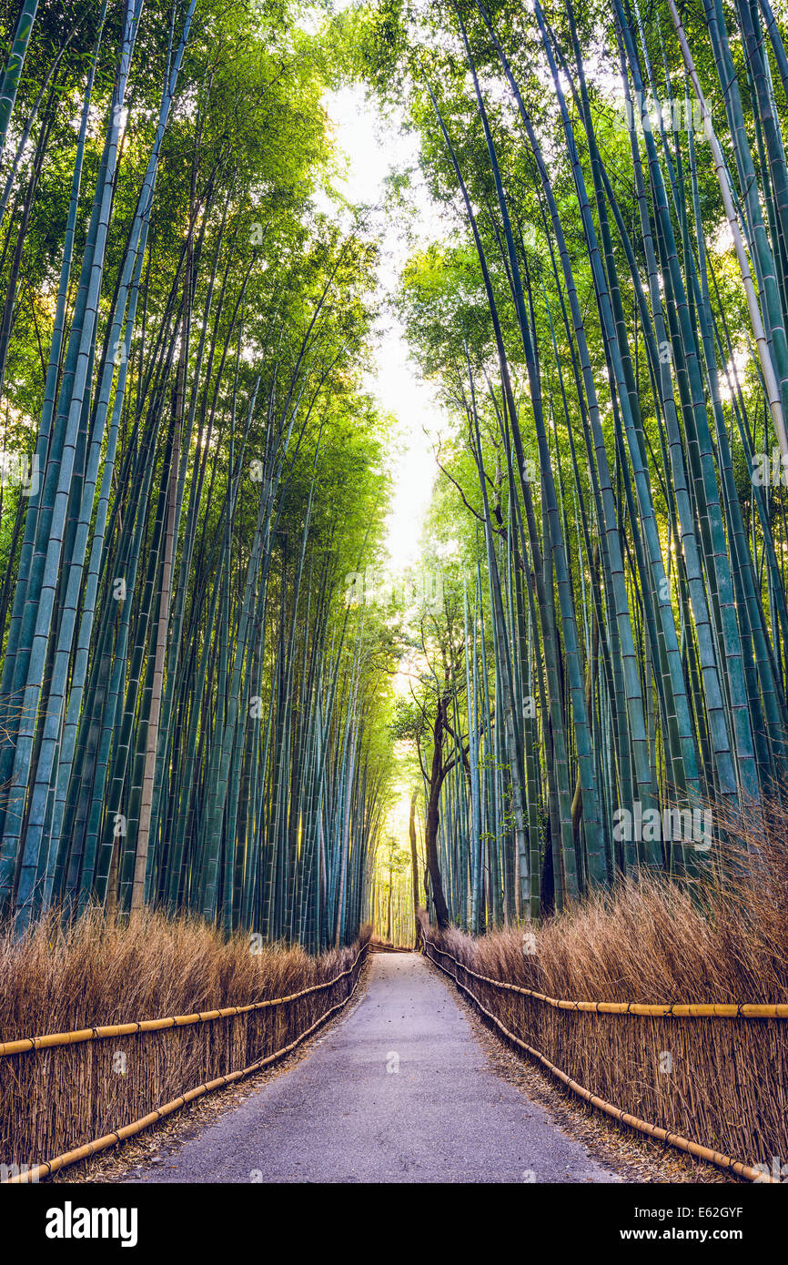 Forêt de bambou de Kyoto, au Japon. Banque D'Images