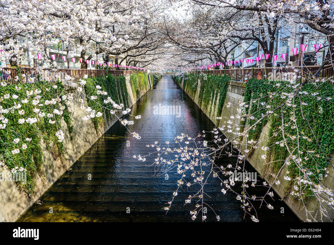 Tokyo, Japon à Meguro Canal dans la saison du printemps. Banque D'Images