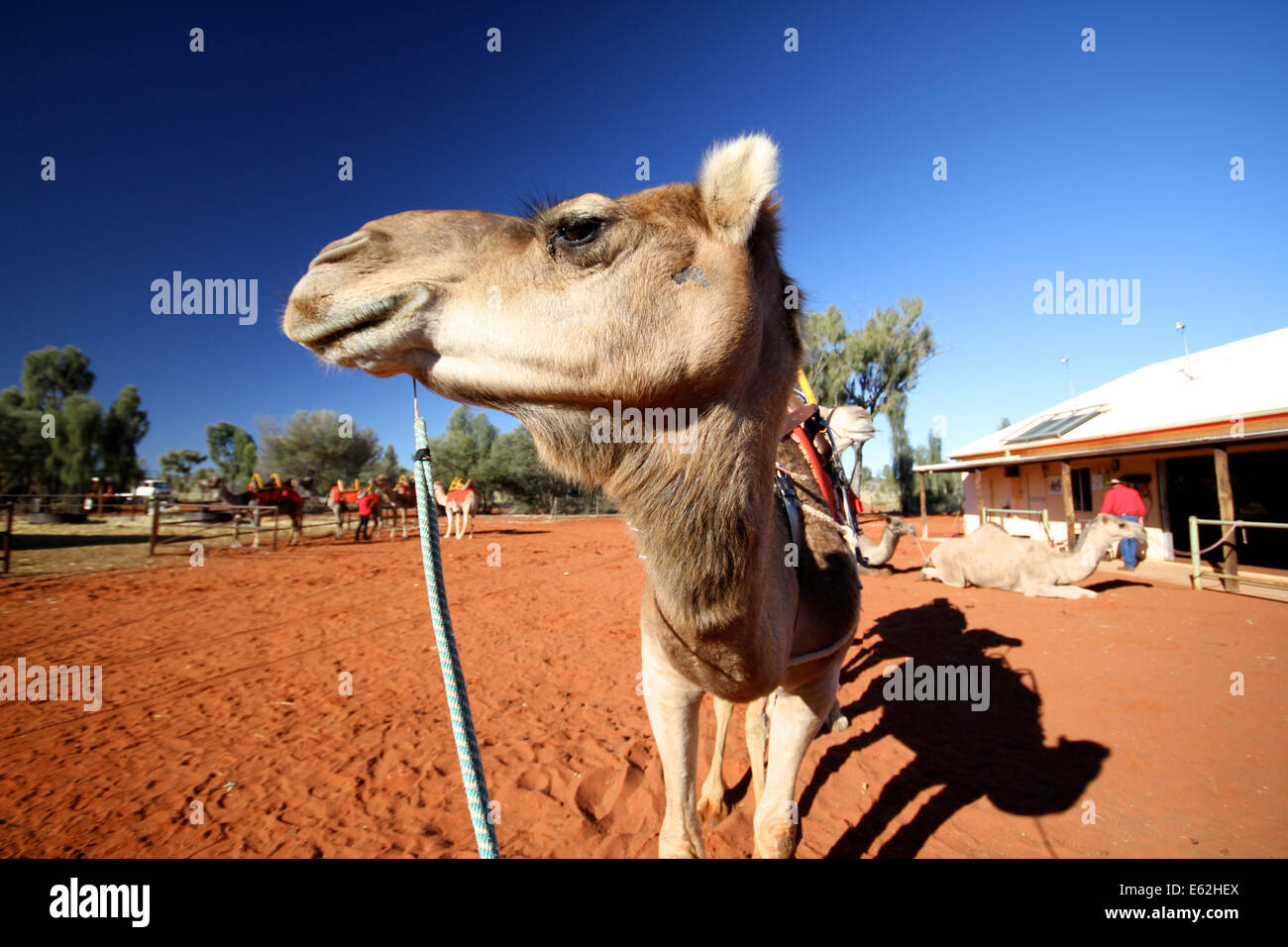 L'équitation de chameau à Ayer's Rock au Parc National d'Uluru, Australie Banque D'Images