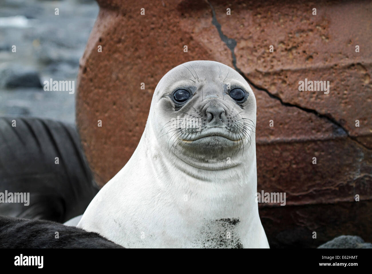 A L Elephant De Bebe Phoque Repose Pres Trypots Sur Baie De Corinthe L Ile Heard L Antarctique Photo Stock Alamy
