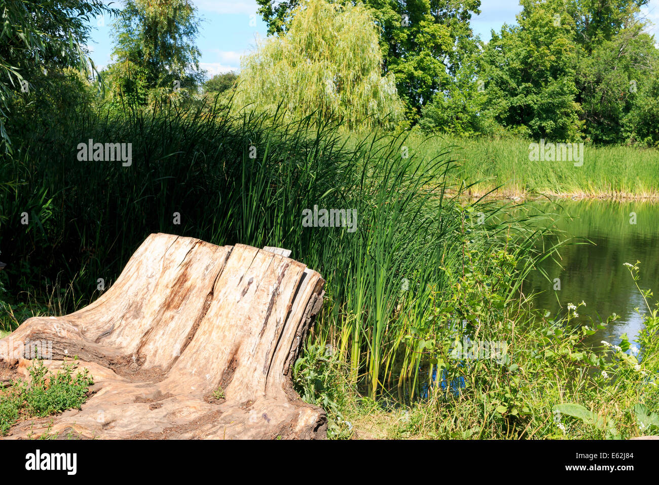 Belle vieille souche dans la forêt près du lac, paysage d'été Banque D'Images