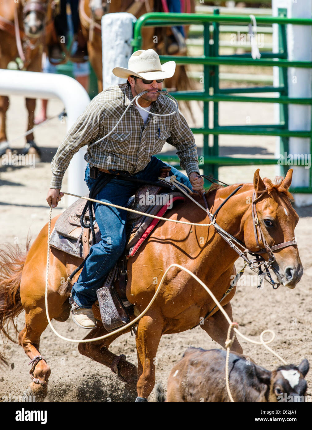 Cowboy à cheval en concurrence dans le dispositif de retenue de l'événement au lasso, Chaffee County Fair & Rodeo Banque D'Images