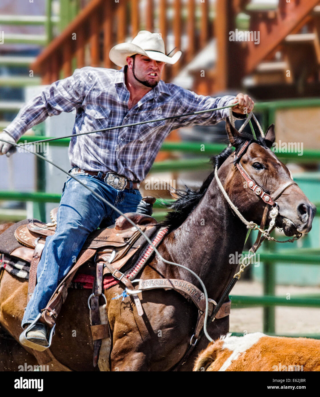 Cowboy à cheval en concurrence dans le dispositif de retenue de l'événement au lasso, Chaffee County Fair & Rodeo Banque D'Images
