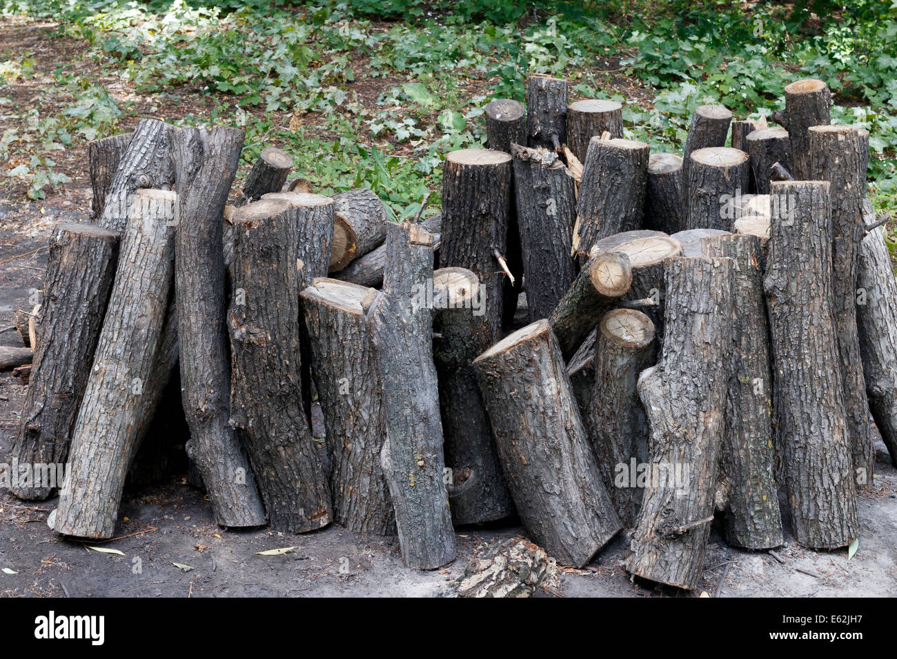 Bois de chauffage dans une clairière à la forêt Banque D'Images