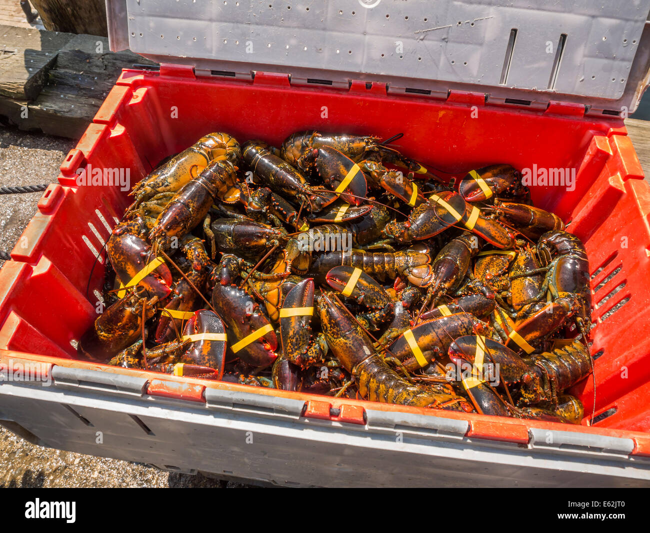 Vivre de nouvelles fraîches fra[et homards juste à côté de la voile Banque D'Images