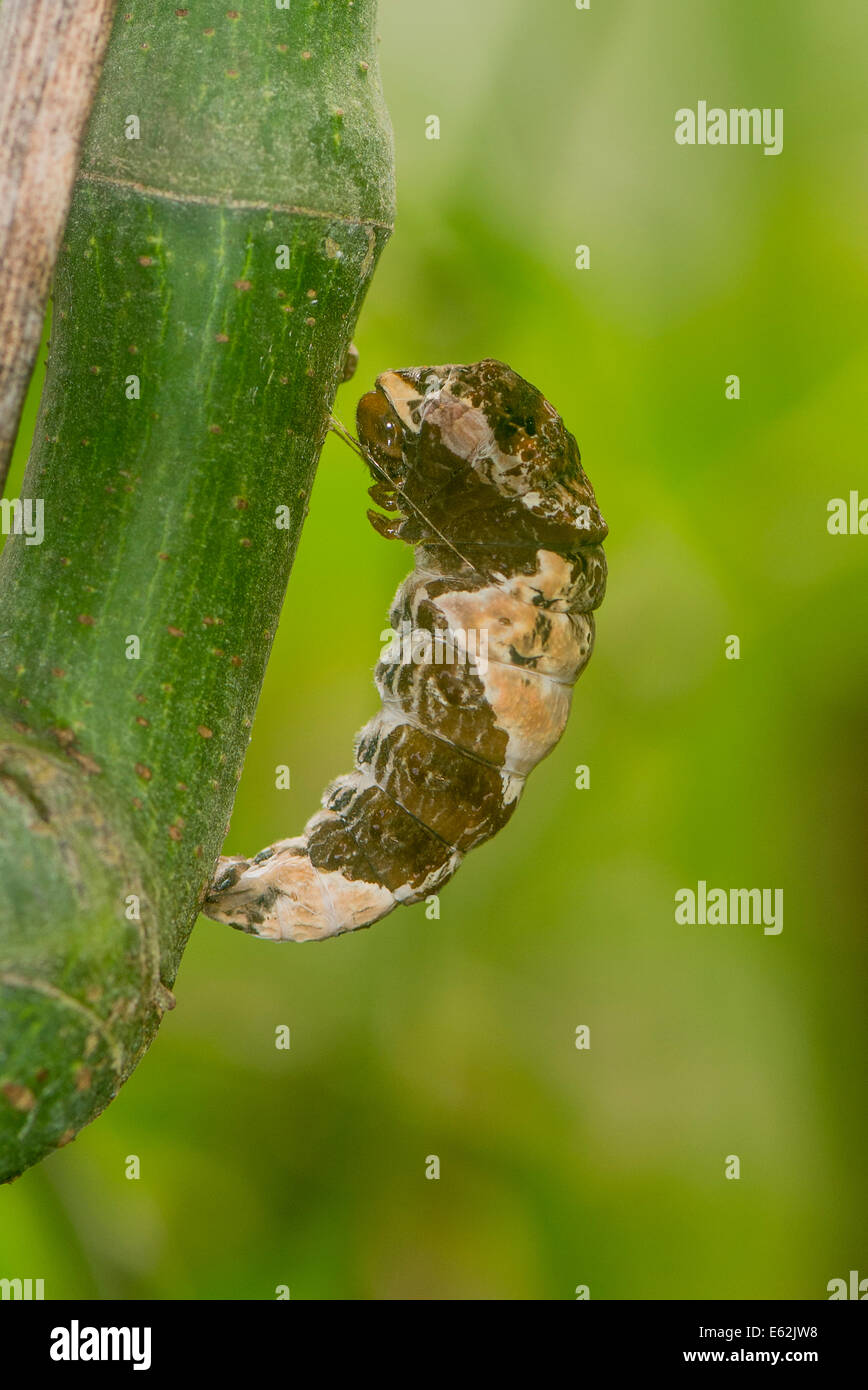 La chrysalide du papillon du machaon Thoas Banque D'Images