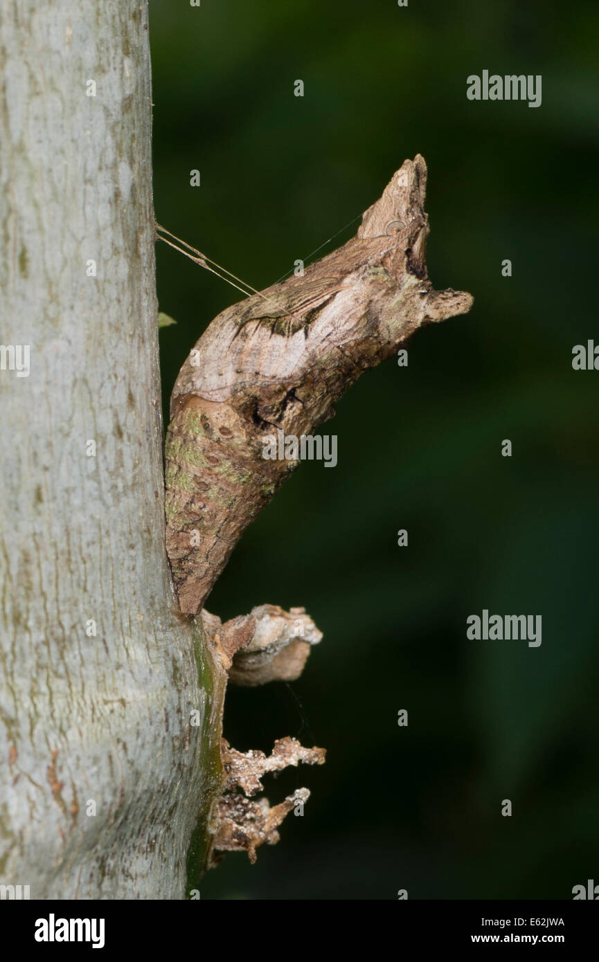 La chrysalide du papillon du machaon Thoas Banque D'Images