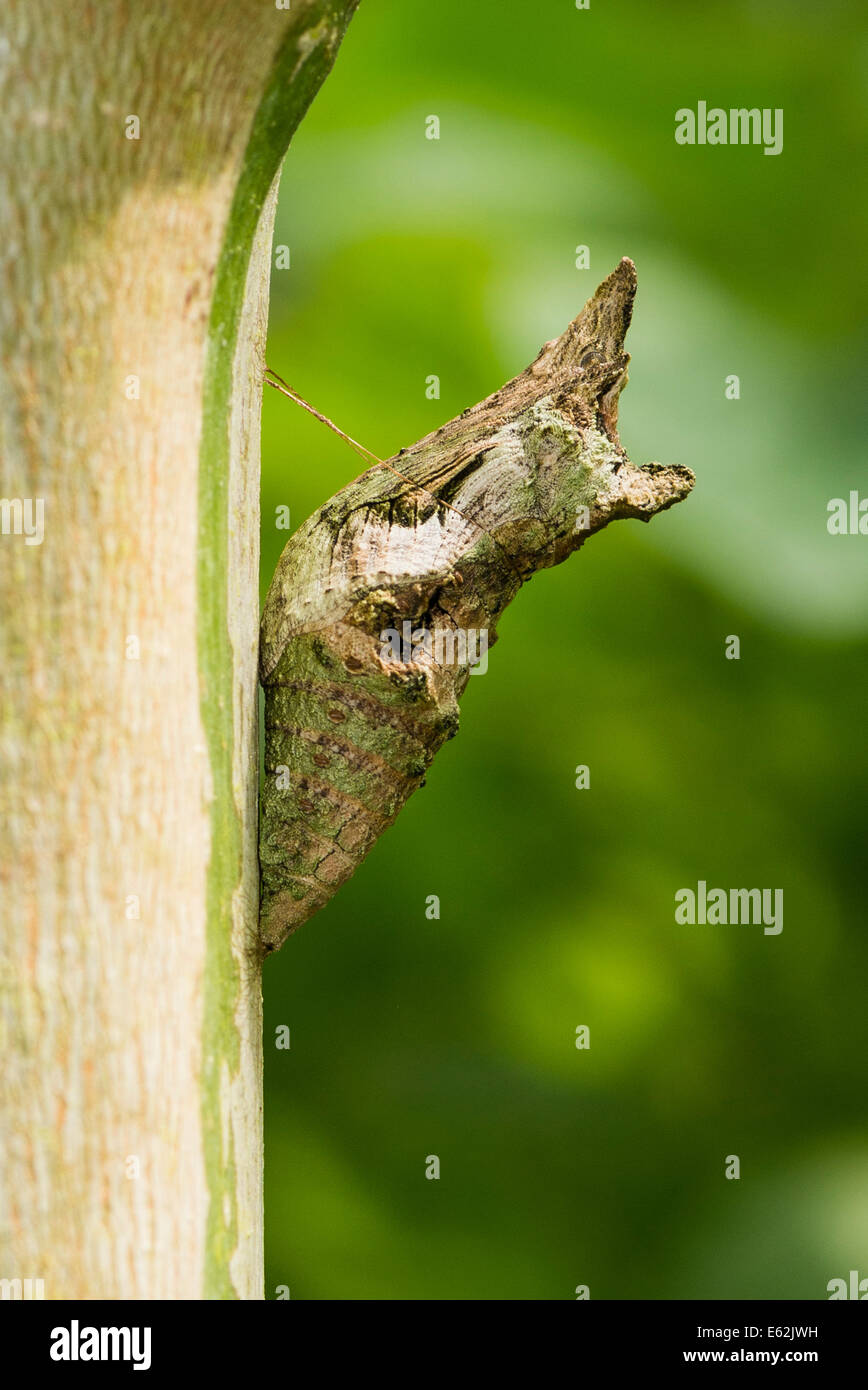 La chrysalide du papillon du machaon Thoas Banque D'Images