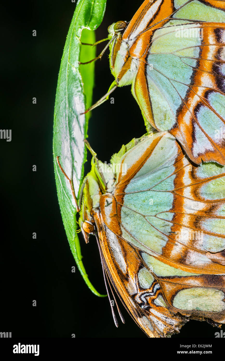Un gros plan de l'accouplement des papillons Malachite Banque D'Images