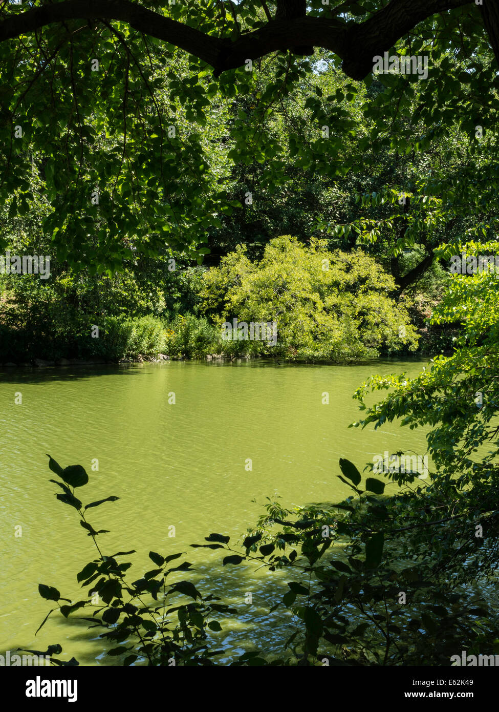 L'eau verte dans Central Park Lake est causé par d'Algues, NYC Banque D'Images