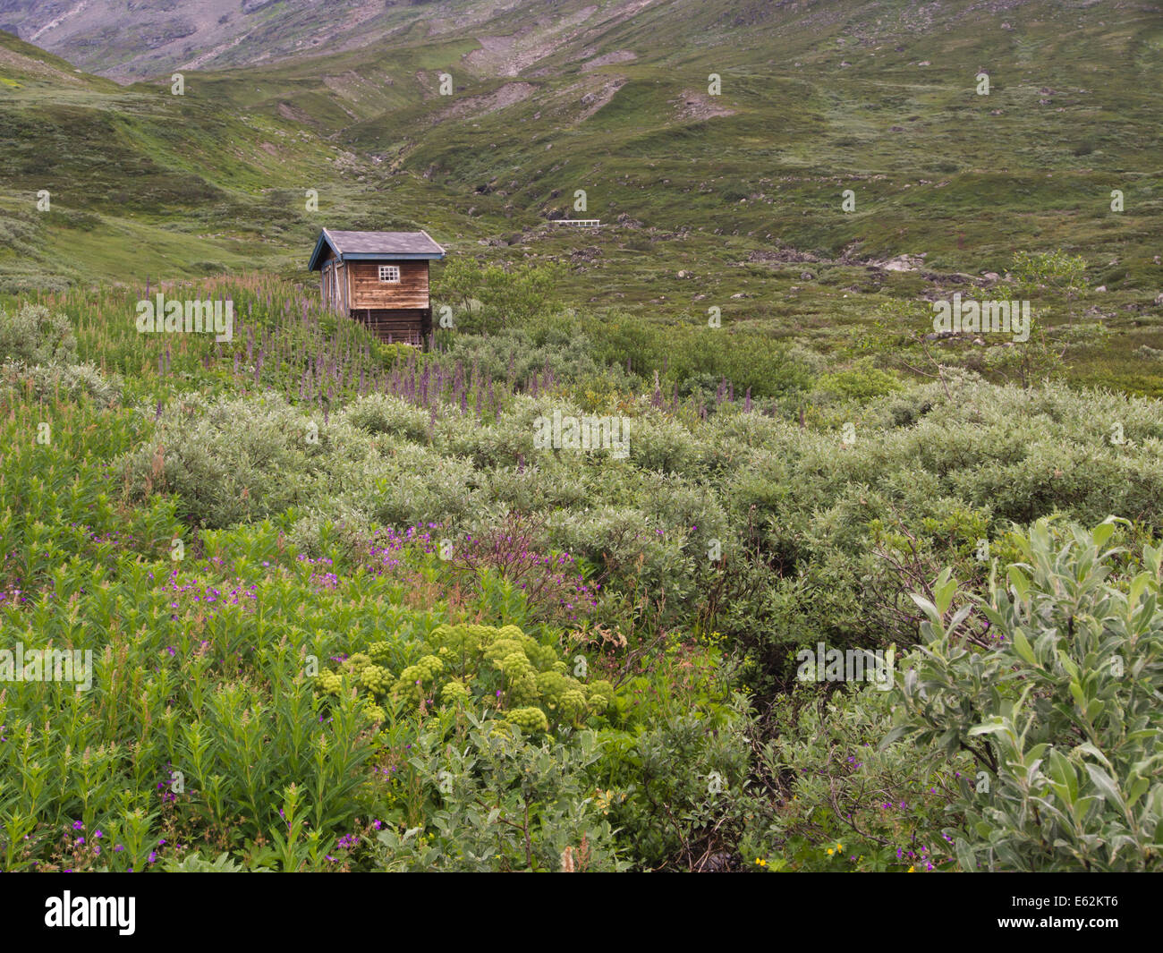 Outhouse, Torfinnsbu à un chalet de montagne en bordure du parc national de Jotunheimen de Norvège, la vie des plantes luxuriantes à 1000 m Banque D'Images