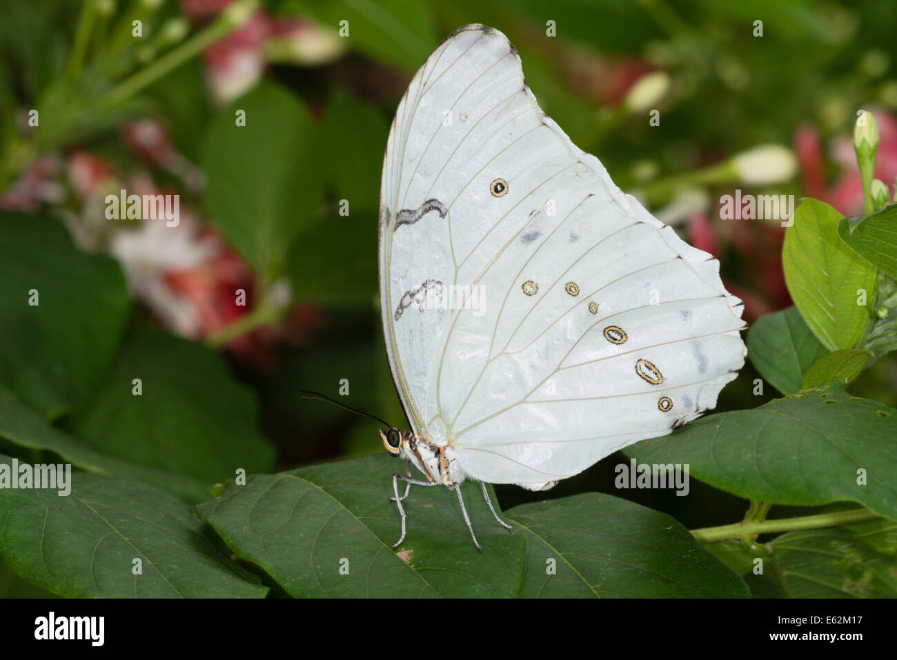 Un adulte papillon Morpho blanc Banque D'Images