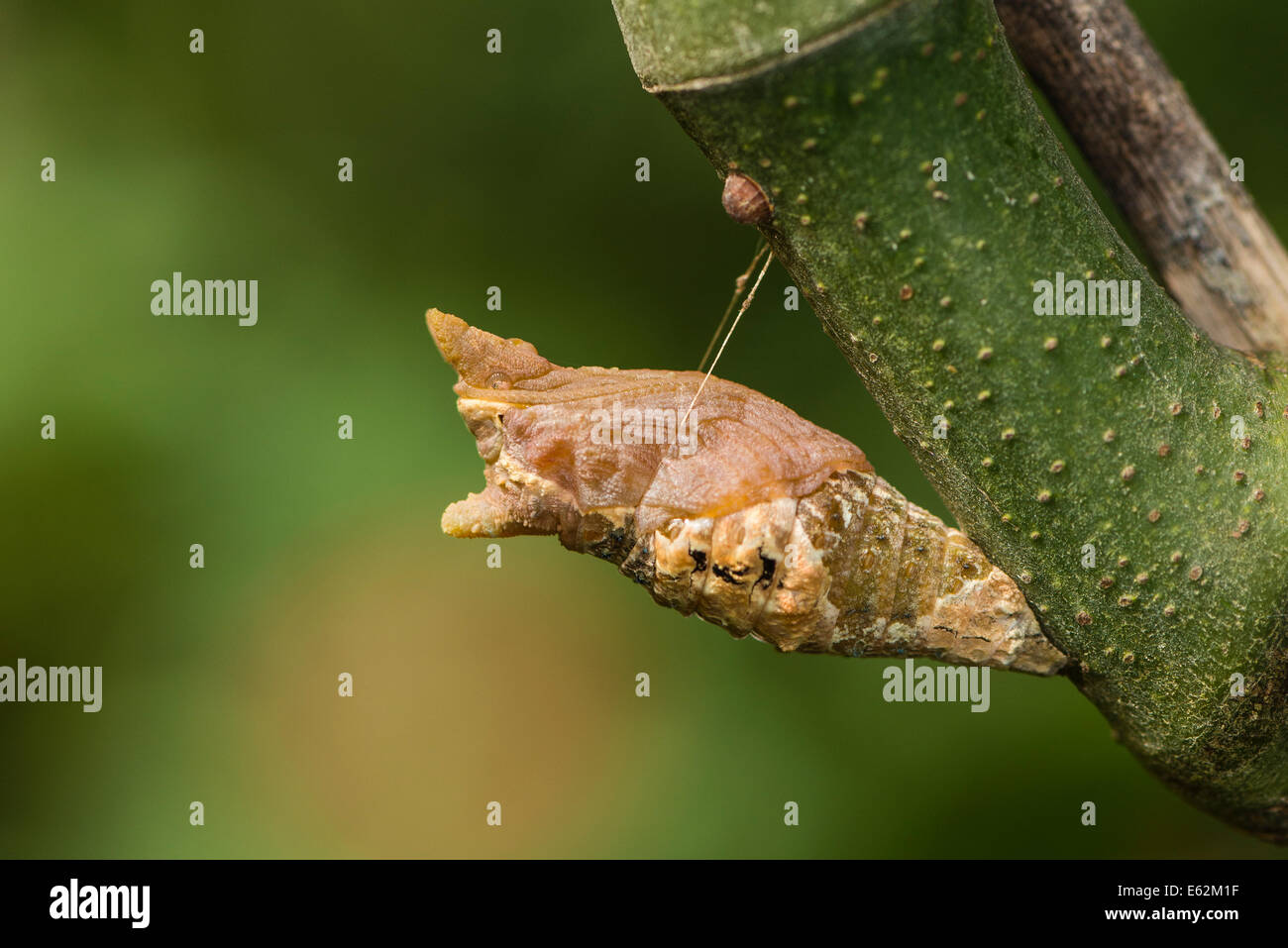 La chrysalide du papillon du machaon Thoas Banque D'Images