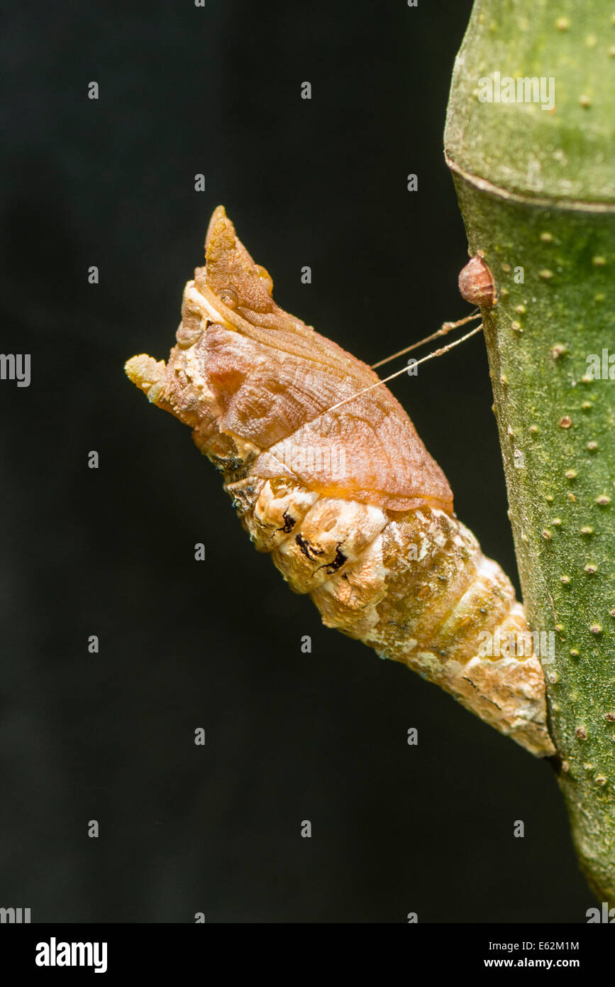La chrysalide du papillon du machaon Thoas Banque D'Images