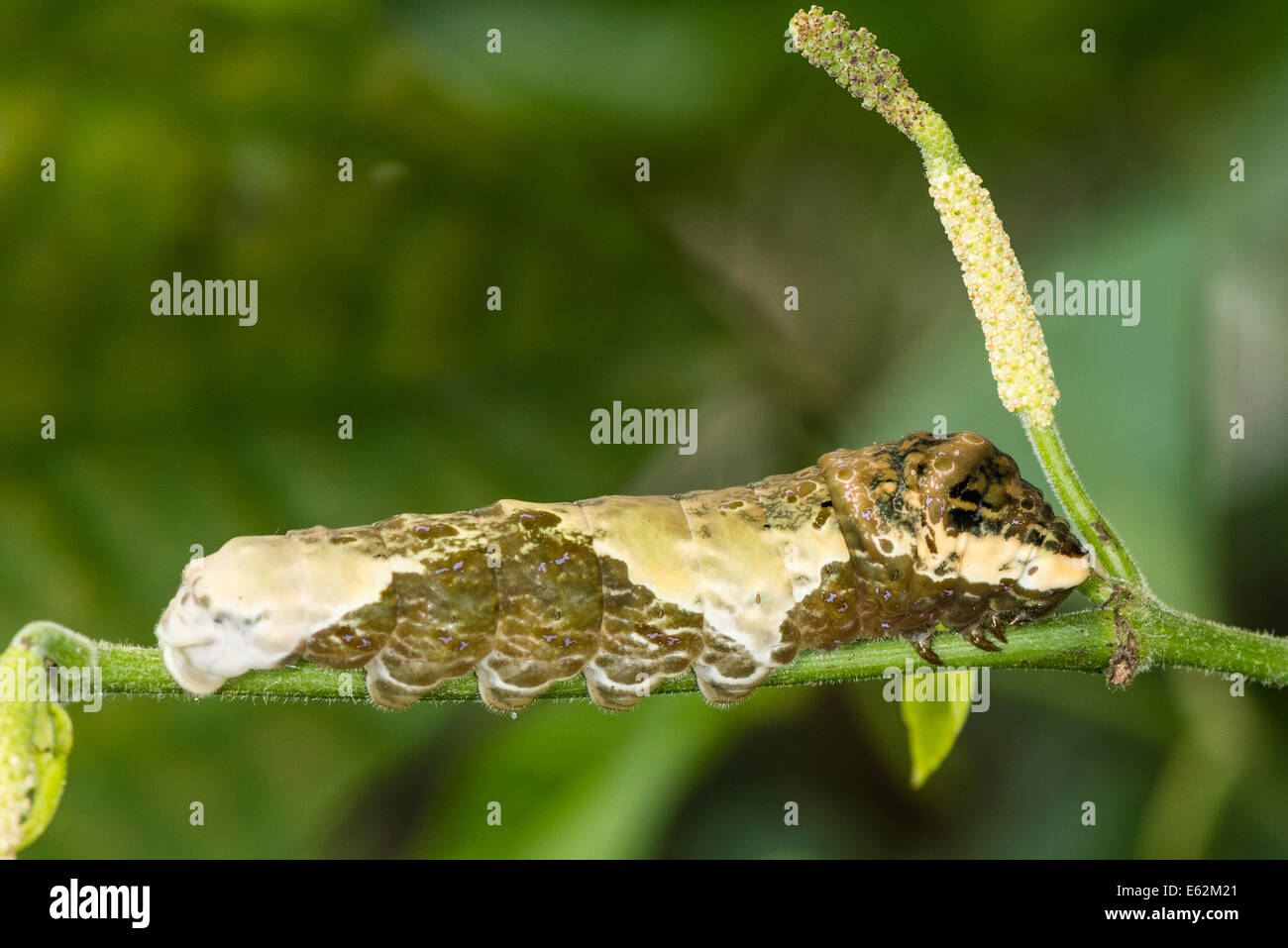 Une chenille du papillon du machaon Thoas Banque D'Images