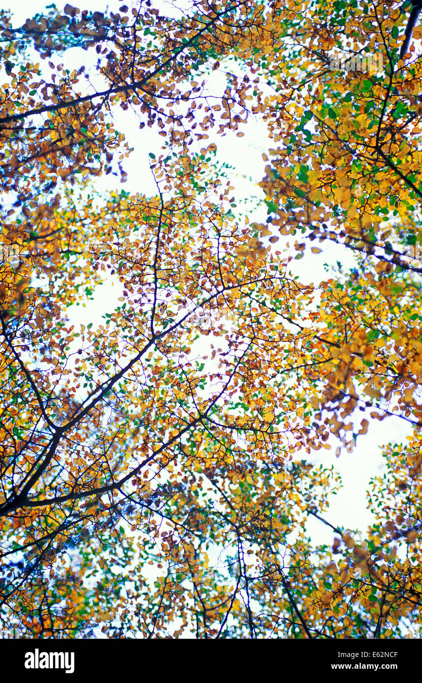 Le sud de l'hêtre, hêtre antarctique, Guindo, Nièvre, nirre (Nothofagus antarctica). Arbre, novembre, l'automne. Portrait du sol u Banque D'Images