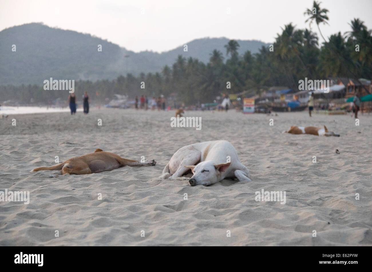 Les chiens dormir à la plage plage de Palolem à Goa, Inde. Banque D'Images