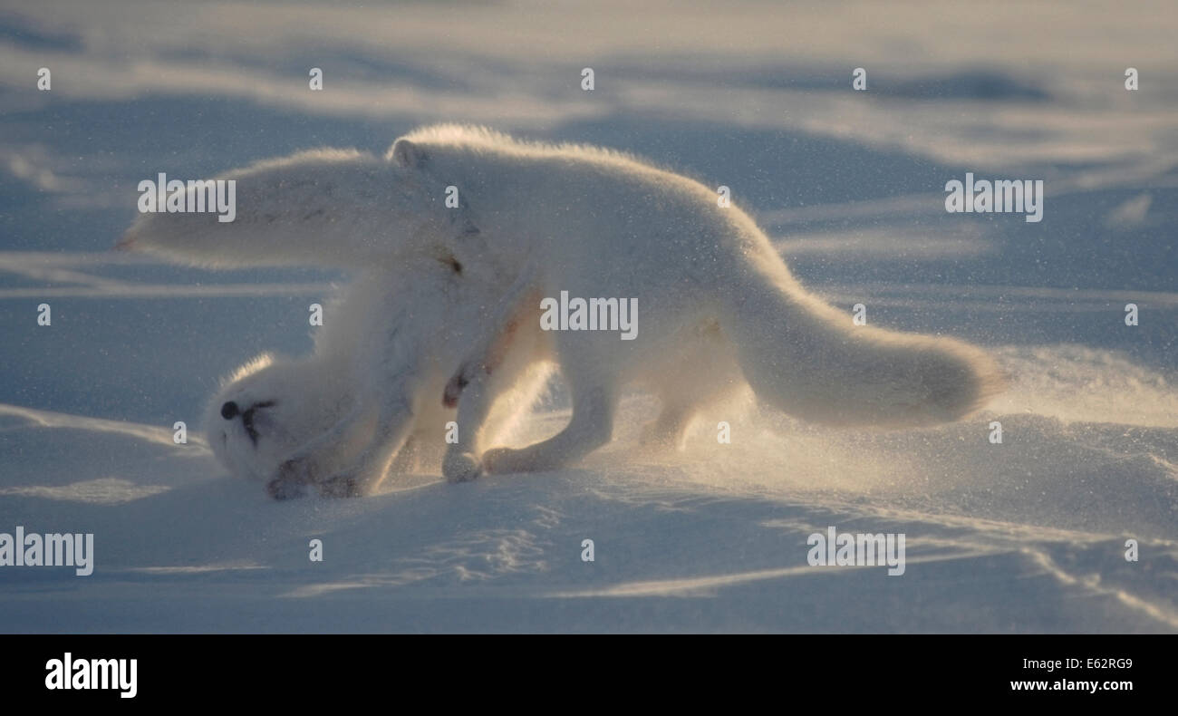 Le renard arctique (Alopex lagopus) en hiver, le pelage blanc escarmouche à Cape Churchill, la baie d'Hudson, au Manitoba, Canada. Banque D'Images