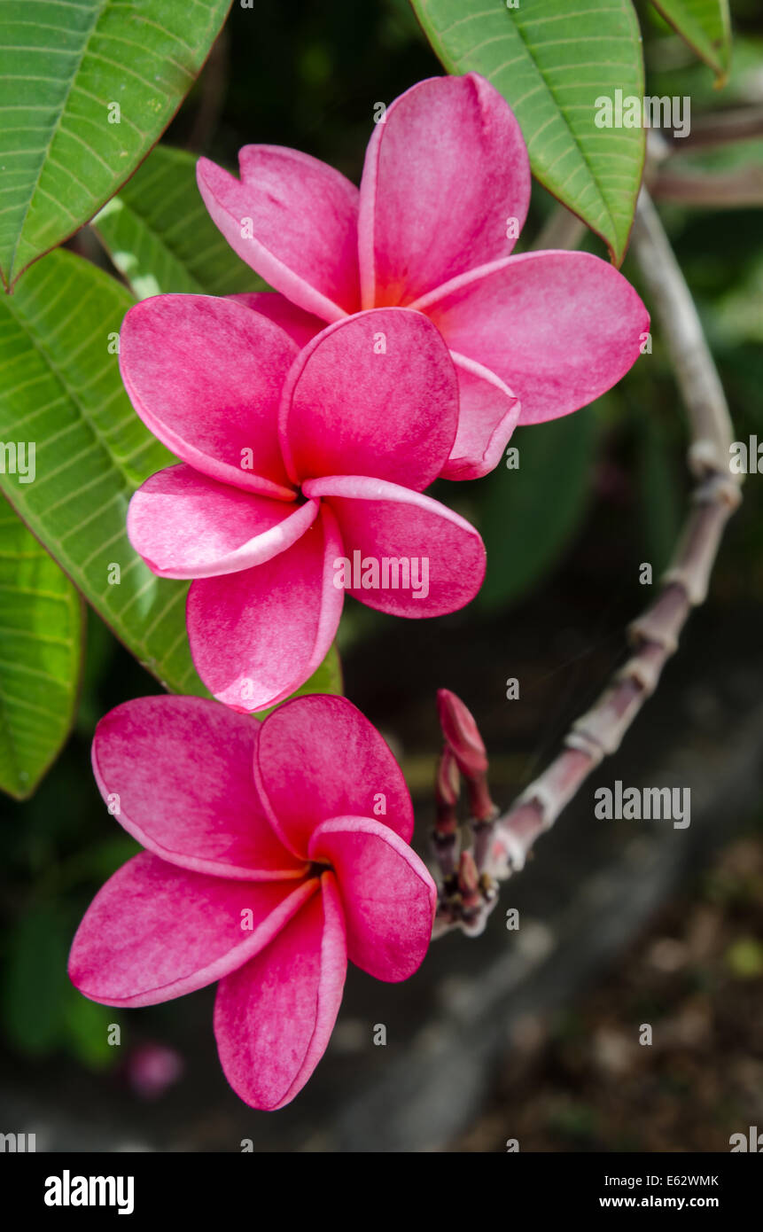 Fleurs rose sur un arbre orchidée à St. John dans les îles Vierges Banque D'Images