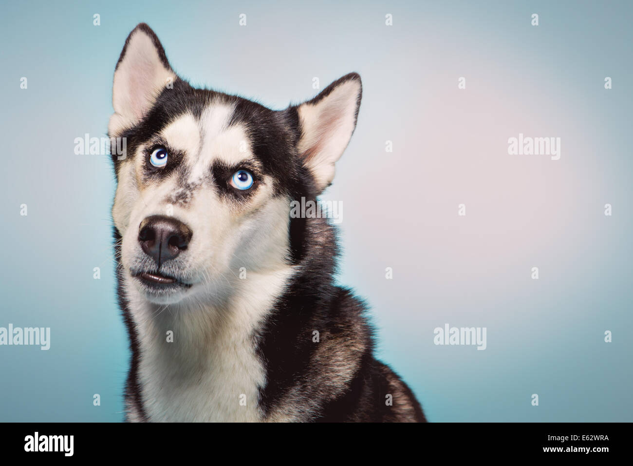Husky de Sibérie ressemble à la hausse, remorsefully Banque D'Images