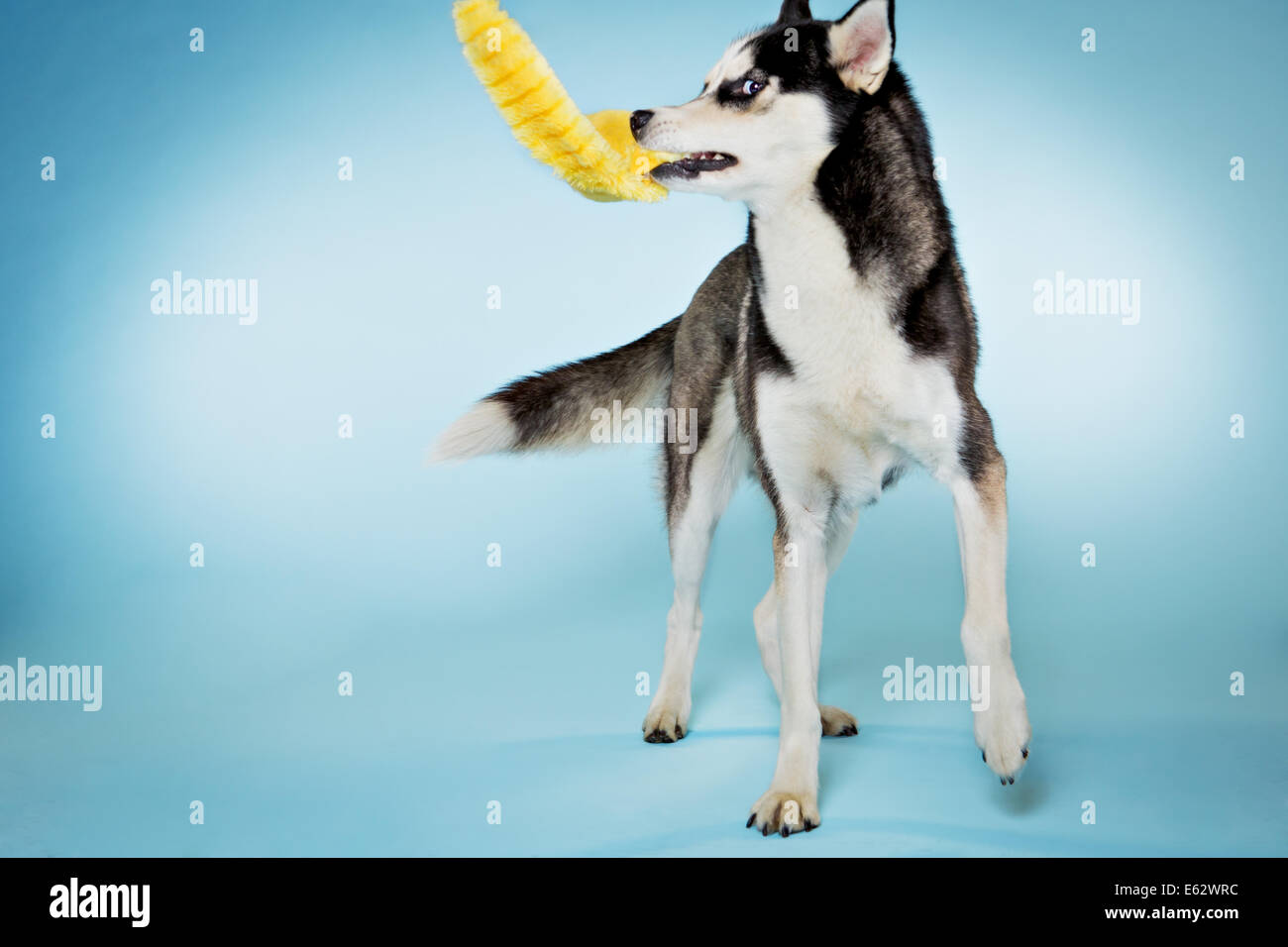 Alaskan Husky chien jouant avec jouet en studio Banque D'Images